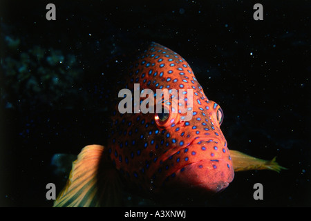 Zoologie / Tiere, Fische, Barsche, Korallen Hind, (Cephalopholis Miniata), Korallenriff, Malediven, Vertrieb: Indo-Pazifik Ocea Stockfoto