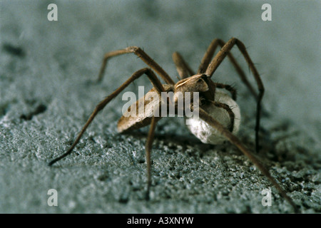 Zoologie / Tiere, Arachnid, Spinnen, Nursery Web-Spider, (Pisaura Mirabilis), Weibchen mit Ei-Kokon, Vertrieb: Europa, Asi Stockfoto