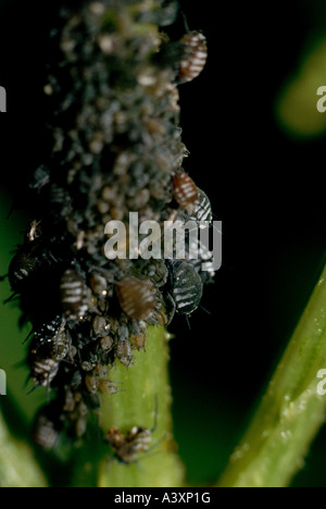 Zoologie / Tiere, Insekten, Blattläuse (Aphidina), rote Blattläuse am ...
