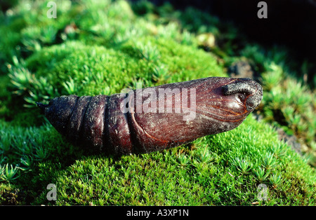 Zoologie / Tiere, Insekten, Schmetterlinge, Liguster Hawk-Moth (Sphinx Ligustri), Wachstum, liegend Puppe, Vertrieb: Europa, Asien, J Stockfoto