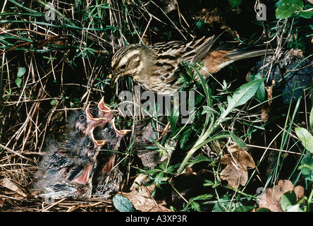 Zoologie / Tiere, Vogelgrippe / Vögel, Grauammer, (Miliaria Calandra), Fütterung Küken im Vogelnest, Vertrieb: Nordwest A Stockfoto