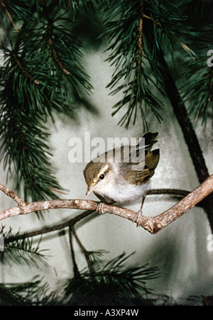 Zoologie / Tiere, Vogelgrippe / Vögel, Holz Laubsänger (Phylloscopus Sibilatrix), sitzend auf Ast, Vertrieb: Nord- und Süd-W Stockfoto