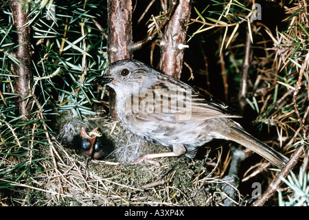 Zoologie / Tiere, Vogelgrippe / Vögel, Heckenbraunelle, (Prunella Modularis), Fütterung Küken im Vogelnest, Verbreitung: nördliche und Centra Stockfoto