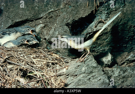 Zoologie / Tiere, Vogelgrippe / Vögel, graue Bachstelze (Motacilla Cinerea), Fütterung Küken im Nest des Vogels, Vertrieb: Europa, Asien, Stockfoto