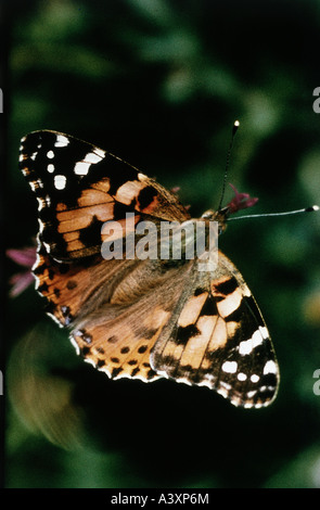 Zoologie / Tiere, Insekten, Schmetterlinge, Distelfalter, (Cynthia Cardui), close-up, Vertrieb: weltweit ohne Antarktis und Stockfoto