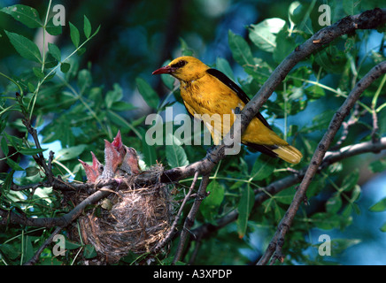 Zoologie / Tiere, Vogelgrippe / Vögel, Pirol, (Oriolus Oriolus), männliche mit Küken im Nest des Vogels, Vertrieb: Europa, Asien, Stockfoto