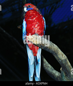 Zoologie / Tiere, Vogelgrippe / Vogel, Crimson Rosella, (Platycercus Elegans), sitzen auf Zweig, Vorderansicht, Vertrieb: Australien Stockfoto