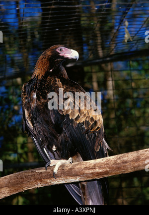 Zoologie / Tiere, Vogelgrippe / Vögel, Wedge-tailed Eagle (Aquila Audax), sitzend auf Baumstamm, Verbreitung: Australien, Tier, Bi Stockfoto