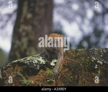 Zoologie-/animals, Säugetier / Säuger, Affen, Cynomolgus Affen (Macaca Irus), auf dem Penang Hill in Penang, Malaysia, Distributionskapazitäten Stockfoto