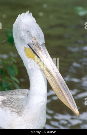 Zoologie / Tiere, Vogelgrippe / Vögel, dalmatinische Pelikan (Pelecanus Crispus), detail: Kopf und Hals, close-up, am Wasser, Distributionskapazitäten Stockfoto