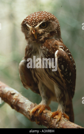 Zoologie / Tiere, Vogelgrippe / Vögel, eurasische Pygmy-Eule, (Glaucidium Passerinum), sitzend auf Ast, Vertrieb: Blüten-Zonen Stockfoto