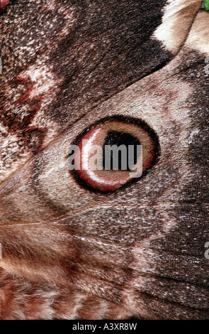 Zoologie / Tiere, Insekten, Schmetterlinge, Detail, Flügel der großen Kaiser-Motte, (Saturnia Pyri), Auge vor Ort, nah-Uo, Schmetterling, Vie Stockfoto