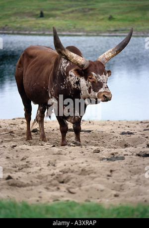 Zoologie / Tiere, Säugetier / Säugetier, Rinder (Bos), Hausrind, (Bos Primigenius Forma Taurus), Rinder Watussi, stehend Stockfoto