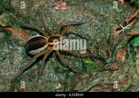 Zoologie / Tiere, Arachnid, Spinnen, Floß Spinne (Dolomedes Fimbriatus), auf Holz Boden, Vertrieb: Europa, Asien, Pisaurida Stockfoto