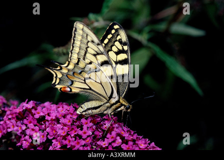 Zoologie / Tiere, Insekten, Schmetterlinge, Schwalbenschwanz Schmetterling (Papilio Machaon), sitzen auf Blüten, Vertrieb: North Afric Stockfoto