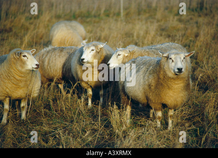 Zoologie / Tiere, Säugetier / Säugetier, Schafe (Ovis), Texel, Herde stehen auf der Weide, Vertrieb: Europa, Tier, inländische sh Stockfoto