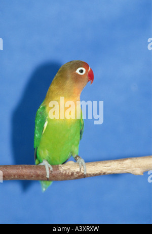 Zoologie / Tiere, Vogelgrippe / Vogel, Fischers Lovebird, (Agapornis Fischeri), sitzen auf Zweig, blauer Hintergrund, Vertrieb: Eas Stockfoto