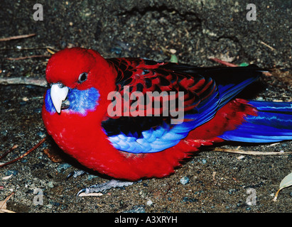 Zoologie / Tiere, Vogelgrippe / Vogel, Crimson Rosella, (Platycercus Elegans), sitzen, Vorderansicht, close-up, Vertrieb: Australien Stockfoto