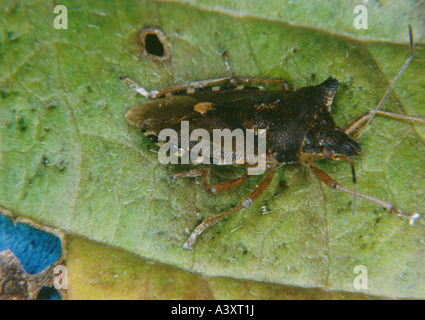 Zoologie / Tiere, Insekten, Bugs, Wald-Bug (Pentatoma Art), sitzen auf Blatt, Vertrieb: Europa, Westasien, Northern Stockfoto