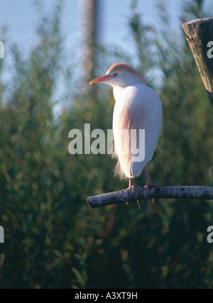 Zoologie / Tiere, Vogelgrippe / Vögel, Vieh Egret (Bubulcus Ibis), sitzen auf Zweig, Tier, waten Vogel, Ardeidae, Stockfoto