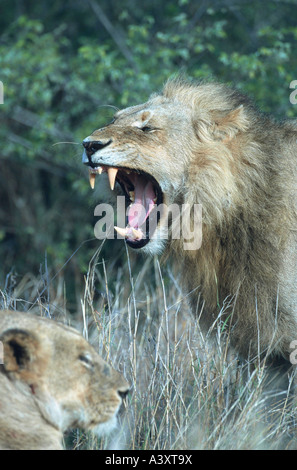 Löwe (Panthera Leo), brüllen, die Löwin, Südafrika Stockfoto