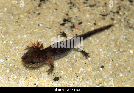 Zoologie / Tiere, Amphibien, Salamander, Entwicklung, Feuersalamander, Larve im Wasser, Tier, Salamandridae, Jungtier, früh, Stockfoto