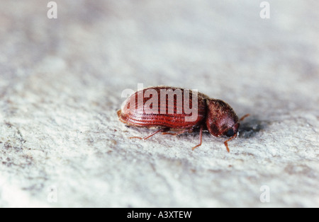 Brotkäfer, Drogerie Rüsselkäfer (Biskuit Käfer, Käfer Brot) (Stegobium Paniceum), Imago Stockfoto