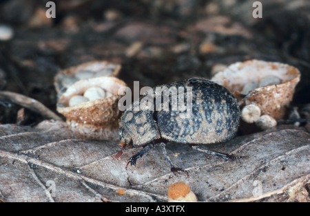 verstecken Sie Käfer (Trox Sabulosus), Imago Stockfoto