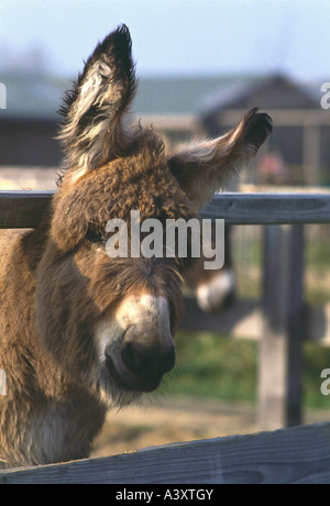 Zoologie / Tiere, Säugetier / Säugetier, Esel, Thueringer Waldesel, Fohlen, Detail, Kopf, Tier, Zaun, Equiden, Thüringer, Stockfoto