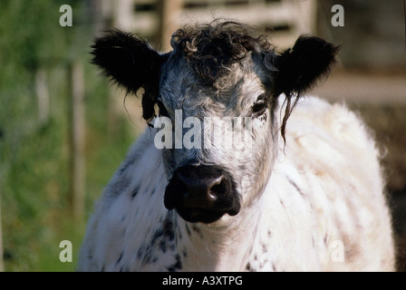 Zoologie / Tiere, Säugetier / Säugetier, Rinder (Bos), Hausrind, (Forma Bos Primigenius Taurus), Galloway Rinder, Portrait Stockfoto