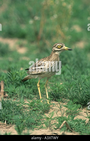 Zoologie / Tiere, Vogelgrippe / Vögel, Stein Brachvogel (Burhinus Oedicnemus), stehend im Sand, Vertrieb: Europa, Nordafrika, Stockfoto