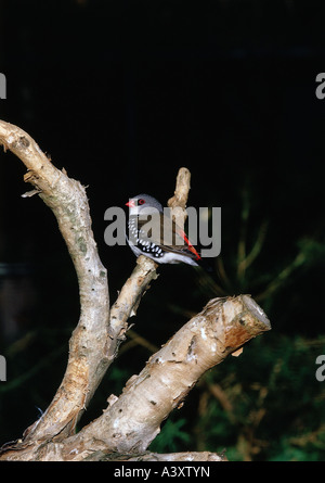 Zoologie / Tiere, Vogelgrippe / Vögel, Diamond Firetail (Stagonopleura Guttata), sitzend auf Baumstamm, Verbreitung: Australien, Ani Stockfoto