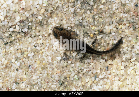 Zoologie / Tiere, Amphibien, Salamander, Entwicklung, Feuersalamander, Larve im Wasser, Tier, Salamandridae, Jungtier, früh, Stockfoto