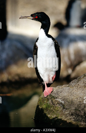 Zoologie / Tiere, Vogelgrippe / Vögel, Guanay Kormoran (Phalacrocorax Bougainvillei), auf Felsen, Verteilung steht: Küsten pro Stockfoto