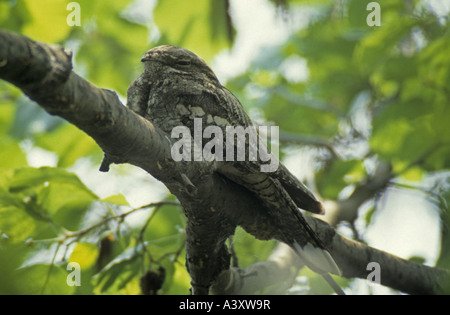 Europäische Ziegenmelker (Caprimulgus Europaeus), auf einem Ast Stockfoto