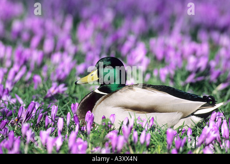 Stockente (Anas Platyrhynchos), männliche in Wiese mit crocusses Stockfoto