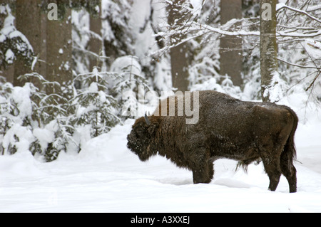 Europäische Bison, Wisent (Bison Bonasus), Stier im Schnee Stockfoto