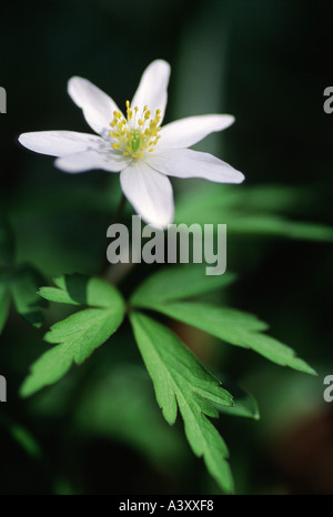 Die zarte Form einer Holz-Anemone Nemorosa Blume wird durch das Laub der Pflanzenkörper widergehallt. Stockfoto