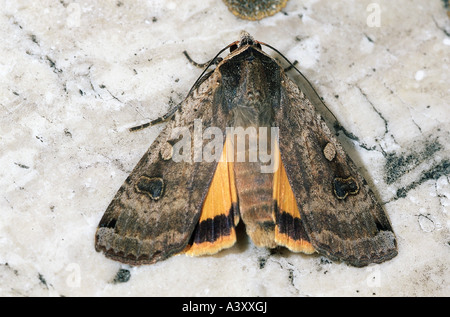 Zoologie / Tiere, Insekten, Schmetterlinge, große gelbe Underwing (Noctua Pronuba), auf Baumrinde, Vertrieb: Europa, Schmetterling Stockfoto