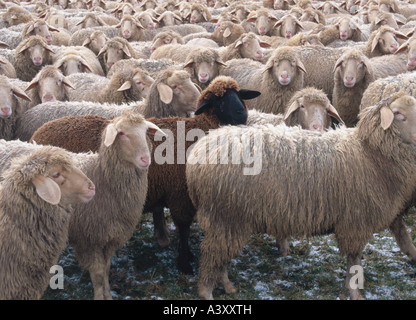 Zoologie / Tiere, Säugetier / Säugetier, Schafe (Ovis), Skudde, Herde von Schafen, schwarze Schafe in der Mitte, Lichtenfels, Distributionskapazitäten Stockfoto