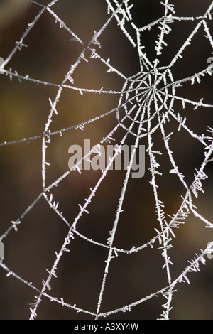 Spinnennetz mit frost Stockfoto