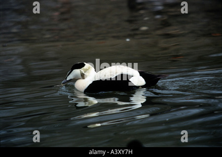 Zoologie / Tiere, Vogelgrippe / Vogel, gemeinsame Eider (Somateria Mollissima), Schwimmen im Wasser, Vertrieb: Küsten der nördlichen Halbkugel Stockfoto