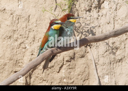 Europäische Biene-Esser (Merops Apiaster), nach der Paarung, Türkei, Euphrat, Birecik Stockfoto