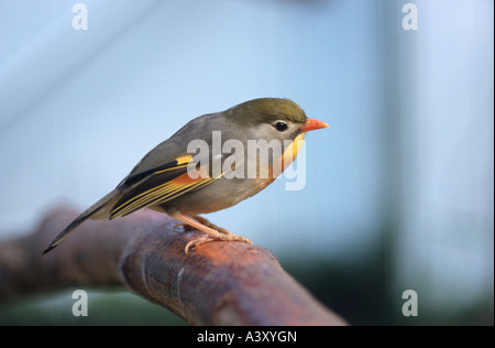 Zoologie / Tiere, Vogelgrippe / Vögel, rot-billed Leiothrix (Leiothrix Lutea), sitzend auf Ast, Vertrieb: Asien, Tier, Vogel, Stockfoto