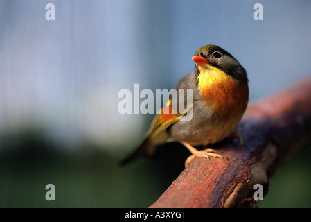 Zoologie / Tiere, Vogelgrippe / Vögel, rot-billed Leiothrix (Leiothrix Lutea), sitzend auf Ast, Vertrieb: Asien, Tier, Vogel, Stockfoto