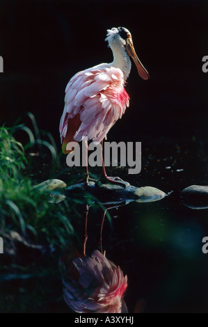 Zoologie / Tiere, Vogelgrippe / Vögel, rosige Löffler (Ajaia Ajaia), stehend auf Stein im Wasser, Reflexion, Vertrieb: Centra Stockfoto