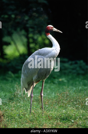 Zoologie / Tiere, Vogelgrippe / Vögel, Stilicho Kranich (Grus Antigone), stehen, Gras, Vertrieb: Südasien, Tier, Vogel, Gr Stockfoto