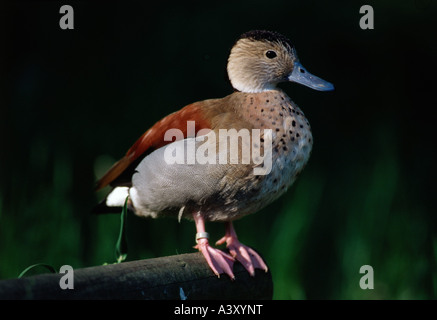 Zoologie / Tiere, Vogelgrippe / Vogel, beringt, Teal (Callonetta Leucophrys), Drake, stehend auf Holz Holz, Nahaufnahme, Vertrieb: So Stockfoto