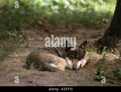 Zoologie / Tiere, Säugetier / Säugetier-, Wölfe, Europäische graue Wolf (Canis Lupus), liegend, Vertrieb: Europa, Tier, Canidae, C Stockfoto