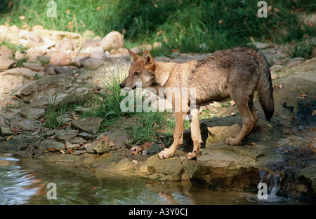 Zoologie / Tiere, Säugetier / Säugetier-, Wölfe, Europäische graue Wolf (Canis Lupus), liegend, Vertrieb: Europa, Tier, Canidae, C Stockfoto